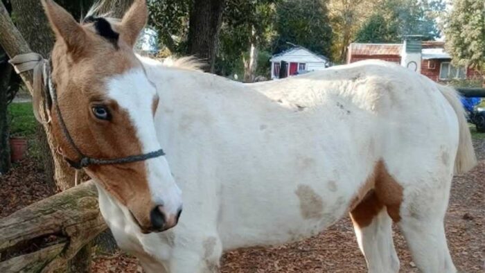 Recuperaron en Rafael Calzada un caballo robado en La Plata